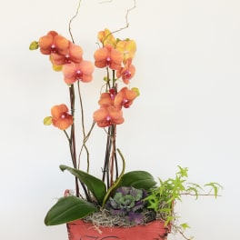 Coral Orchid Arrangement