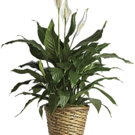 Potted peace lily with white blooms in a woven basket