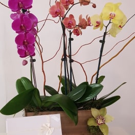 Orchid arrangement in a wooden box with a white gift box in front