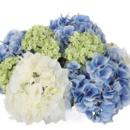 Blue and white hydrangea bouquet with green filler flowers