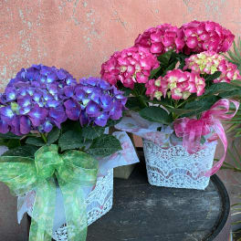 Purple and pink potted hydrangea plants in white lace containers with ribbon bows