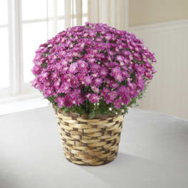 Pink chrysanthemum bouquet in a woven basket