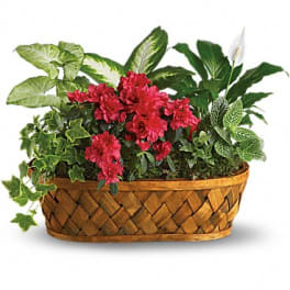 Basket planter with red flowers and assorted green plants