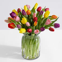 TULIPS SPECIAL