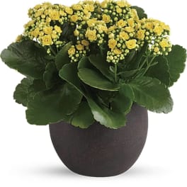 Yellow flowering plant in a dark pot