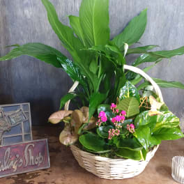 Basket of assorted green houseplants with small pink flowers