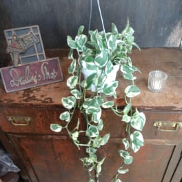 Trailing variegated potted plant in a white hanging pot