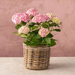Pink hydrangea plant in a wicker basket