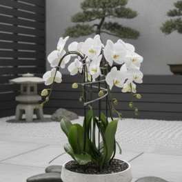 White orchid plant in a shallow ceramic bowl with stones