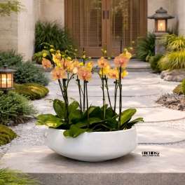 Orchid arrangement in a white bowl planter on a stone walkway