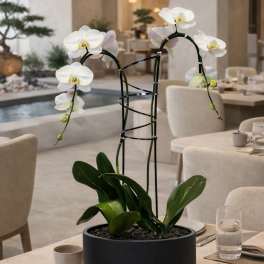 White orchids in a black pot on a dining table