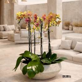 Potted orchids with pink and yellow blooms in a shallow white planter