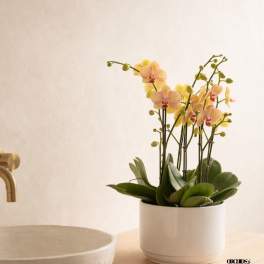 Peach Phalaenopsis Orchid – Modern Chic Style