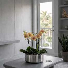 Peach Phalaenopsis Orchid – Premium Interior Design