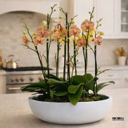 Potted orchid arrangement with pink and yellow blooms in a white bowl planter