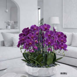 Purple orchid arrangement in a white bowl on a round table
