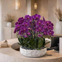 Low white bowl planter filled with multiple purple orchids on a curved reception desk