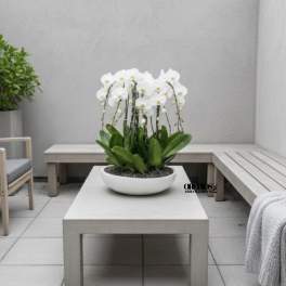 White orchids arranged in a low white bowl on a patio table