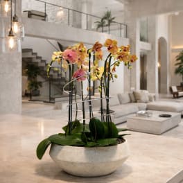 Potted orchids in a white bowl-shaped planter on a countertop