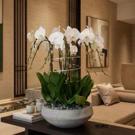 White Phalaenopsis Orchid – Designer Entry Bowl