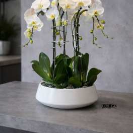 White Phalaenopsis Orchid – Soft Modern Accent