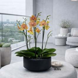 Potted orchids with yellow and peach blooms in a black planter