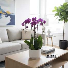 Purple orchid plant in a white pot on a coffee table