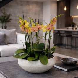 Potted orchid arrangement in a white bowl on a coffee table