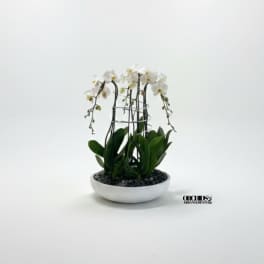 White orchid plant in a shallow white bowl planter