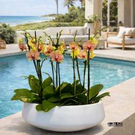 Orchid arrangement in a white bowl planter by a pool