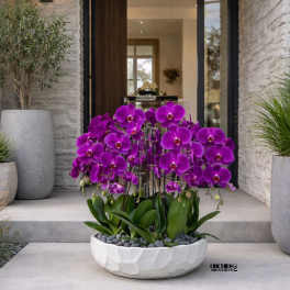 Low white bowl of vivid purple orchids on modern concrete entry steps