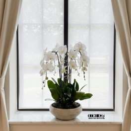 White orchid plant in a shallow beige pot on a windowsill