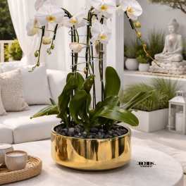 White orchids in a gold planter on a round table