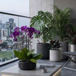 Purple orchids in pots with several leafy houseplants on a modern patio