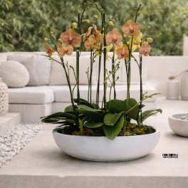 Peach Phalaenopsis Orchid – Boutique Interior Design