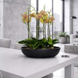 Orchid arrangement in a black bowl planter on a white table