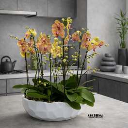 Yellow and pink phalaenopsis orchids in a low white ceramic bowl planter on a modern gray kitchen counter.