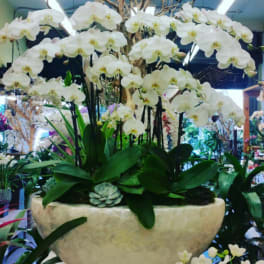 White orchids arranged in a large beige planter with broad green leaves