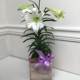 Potted white lily plant in a wooden box with purple bow and a small white votive candle beside it.