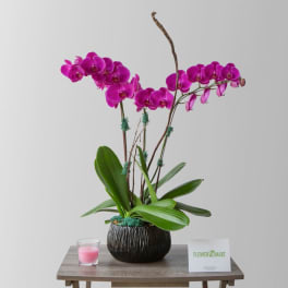 Pink orchid arrangement in a dark textured pot on a table