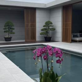 Pink orchid plant in a gold pot beside a modern pool