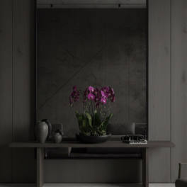 Potted purple orchids arranged on a low table in a dark room