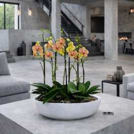 Yellow orchid arrangement in a white bowl planter on a concrete table