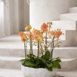 Peach Phalaenopsis Orchids – Elegant Maison Design