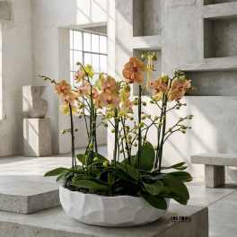 Low white bowl of peach and yellow orchids in a modern concrete interior.
