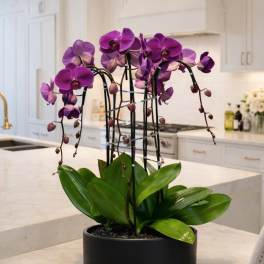 Purple orchids in a black pot on a kitchen island