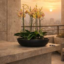 Potted orchid arrangement in a black bowl on a stone ledge at sunset.