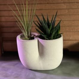 Two small potted succulents in a white ceramic planter