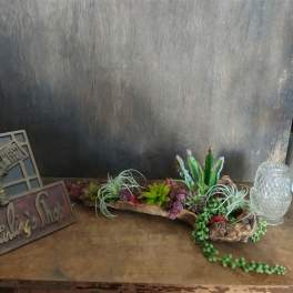 Succulent arrangement in a driftwood planter with air plants and trailing greenery