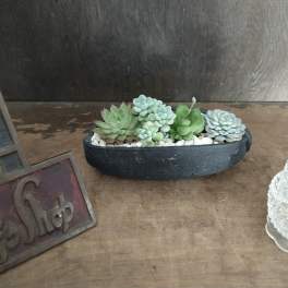 Succulent arrangement in a black oval planter with white stones
